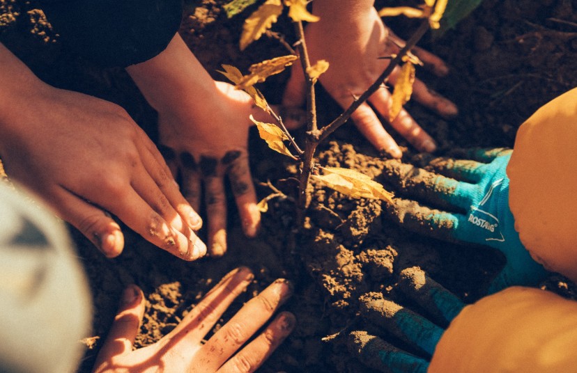 Truffaut X Des Enfants Et Des Arbres