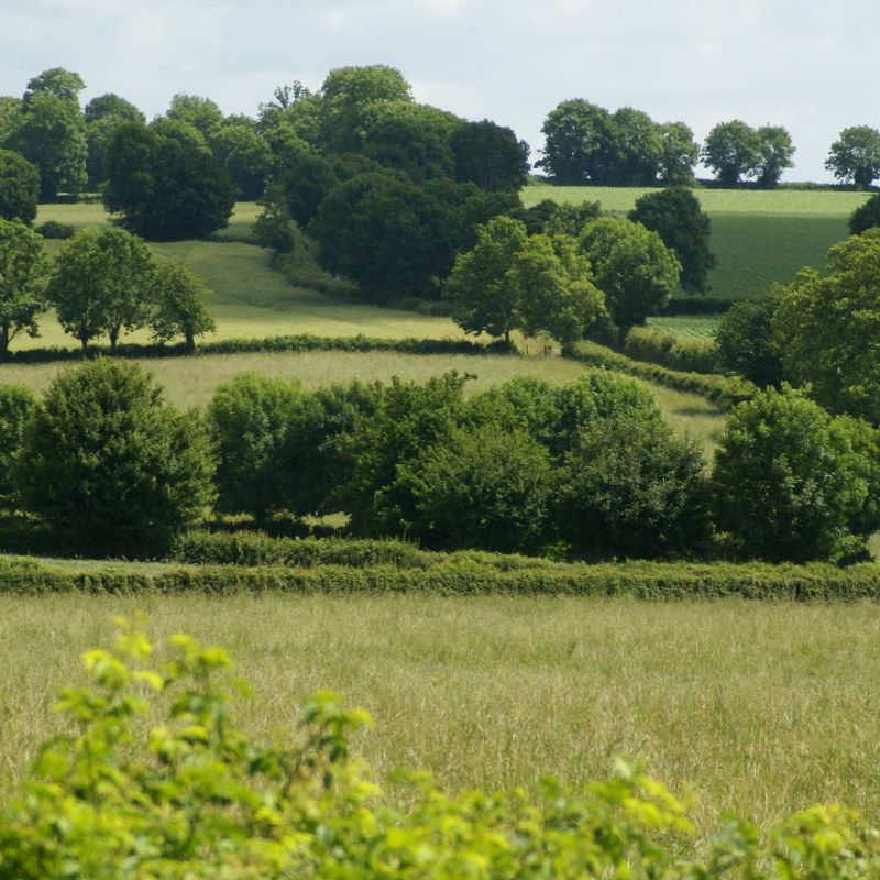 ©Afac-Agroforesteries