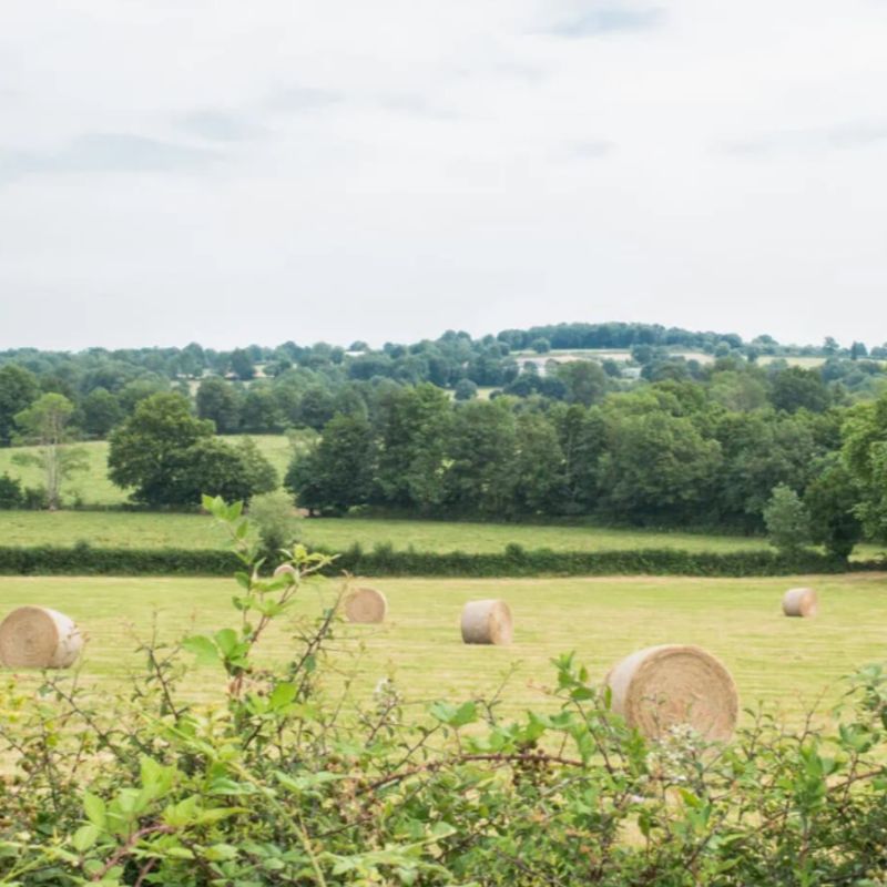 Le Fonds pour l'arbre