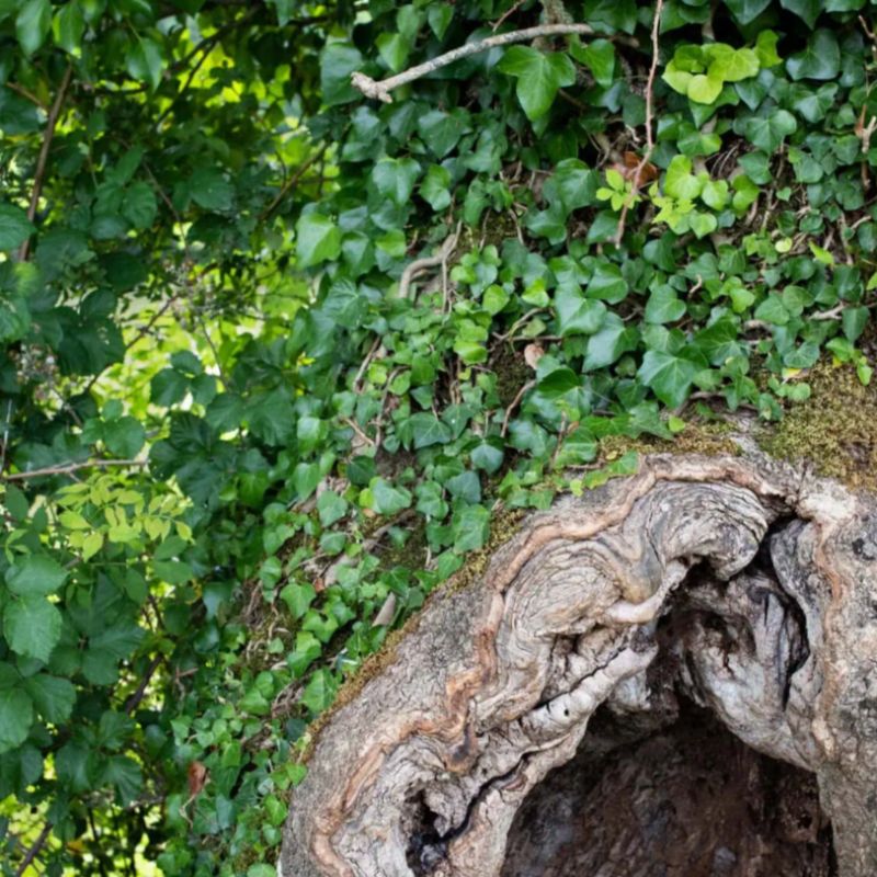 Le Fonds pour l'arbre