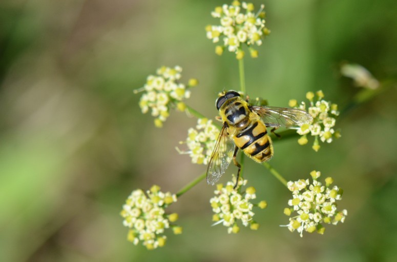 Office Pour les Insectes et leur Environnement