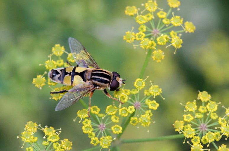 Office Pour les Insectes et leur Environnement